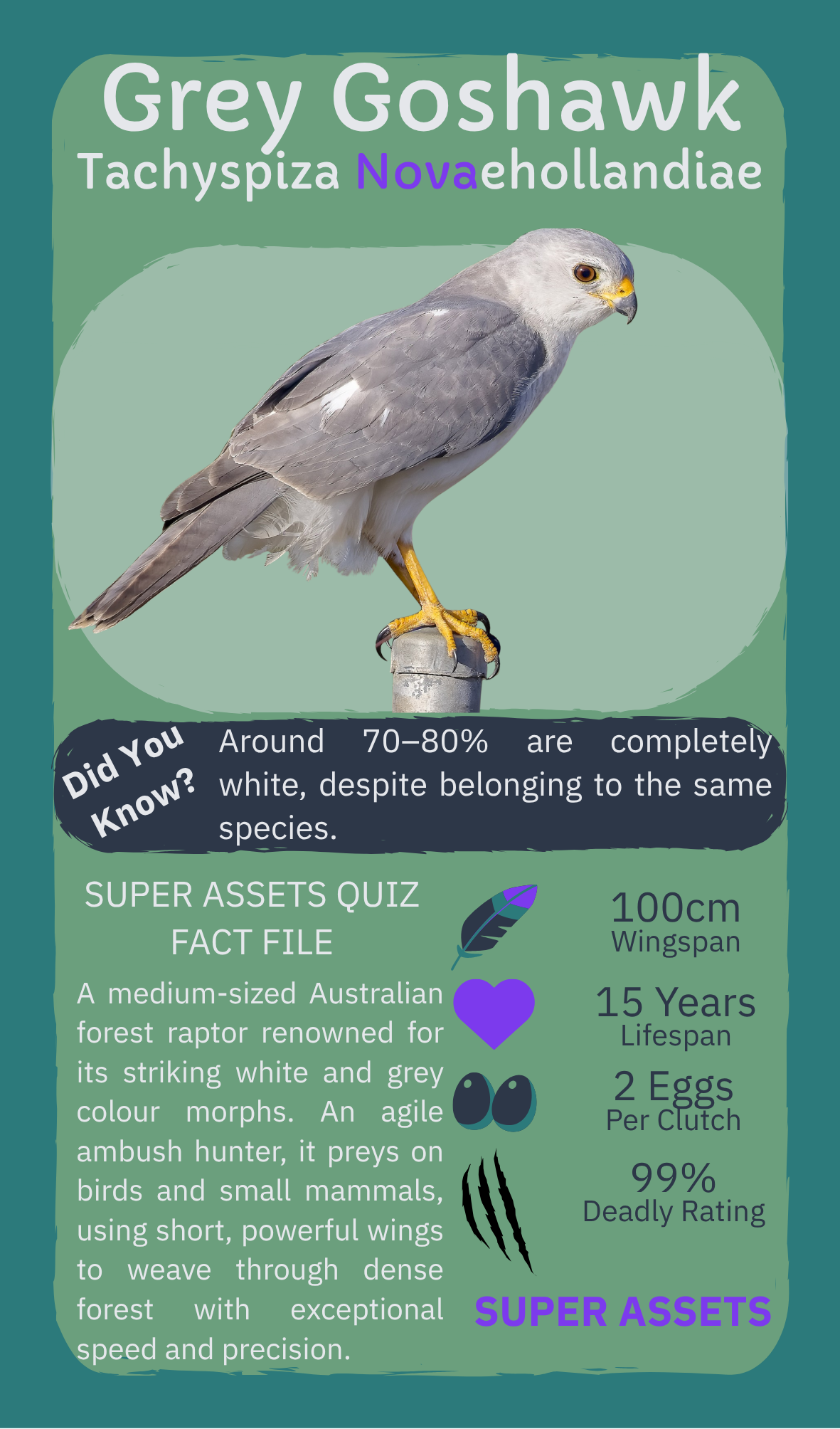 Nova, the Hawk Trading Education Grey Goshawk